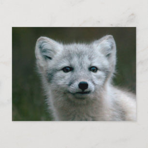 Getty Images Fjällrävunge Vykort