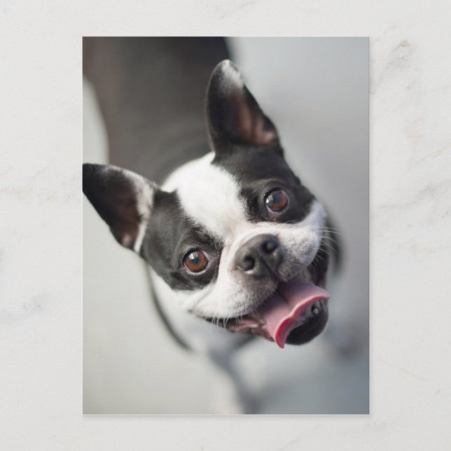 Getty Images | Fransk Bulldog Vykort (Framsida)