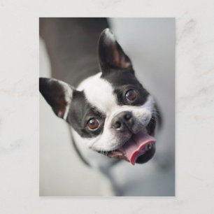 Getty Images Fransk Bulldog Vykort