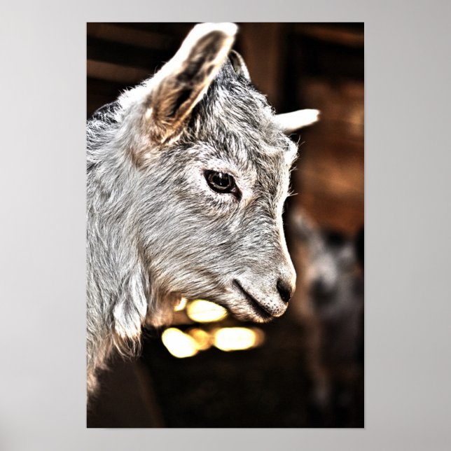 Getty Images | Little Goat Poster (Framsidan)