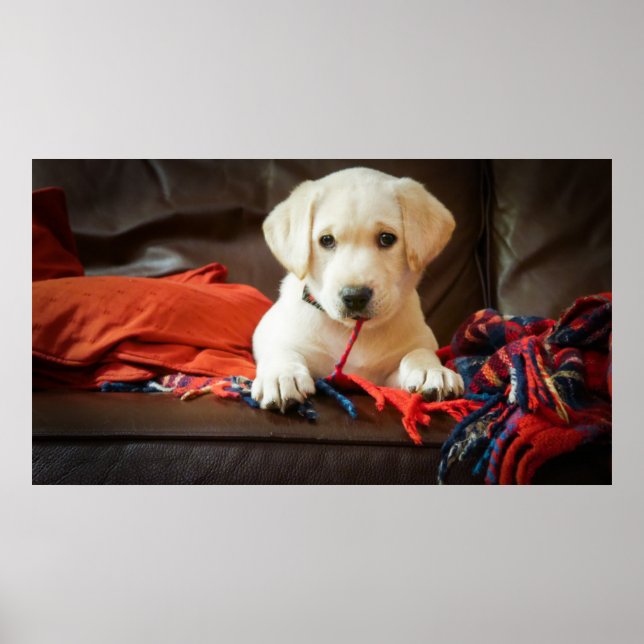 Getty Images | Puppy On A Sofa Poster (Framsidan)