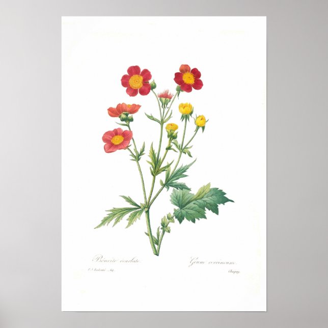Geum coccineum poster (Framsidan)