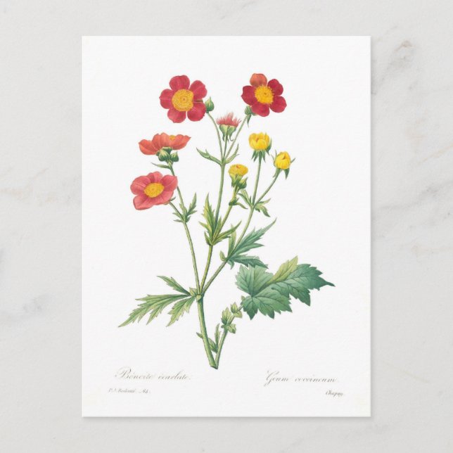 Geum coccineum vykort (Framsida)