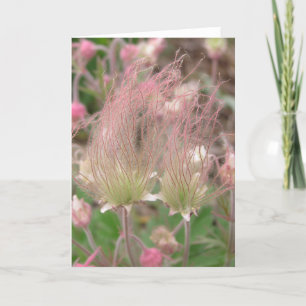 Geumtriflorum Kort