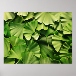 Gginkgo biloba träd löv naturverk struktur poster