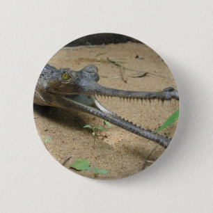 Gharial Knapp