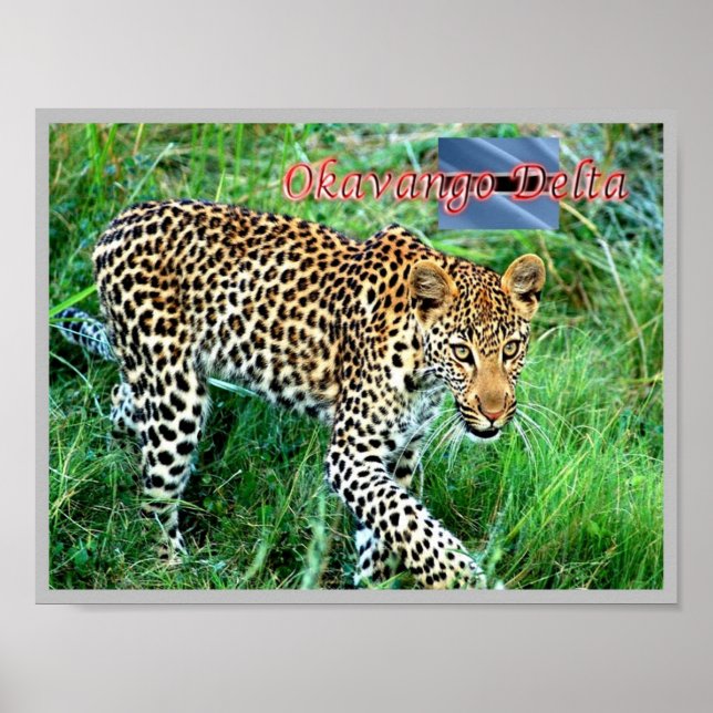 GHEPARD Okavango Delta - Poster (Framsidan)