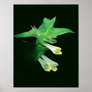 Ghomej White Woodland Wildblomma nära Poster