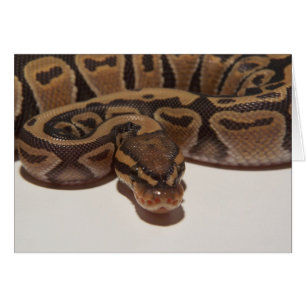 Ghost Boll Python Card Hälsningskort
