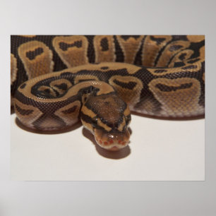 Ghost Boll Python Poster