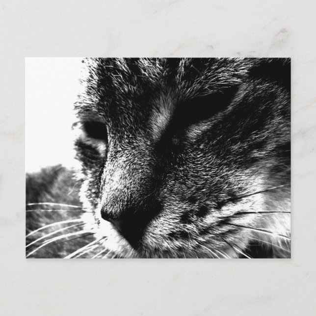 Ghost Cat Vykort (Framsida)