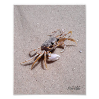 Ghost Crab Fototryck