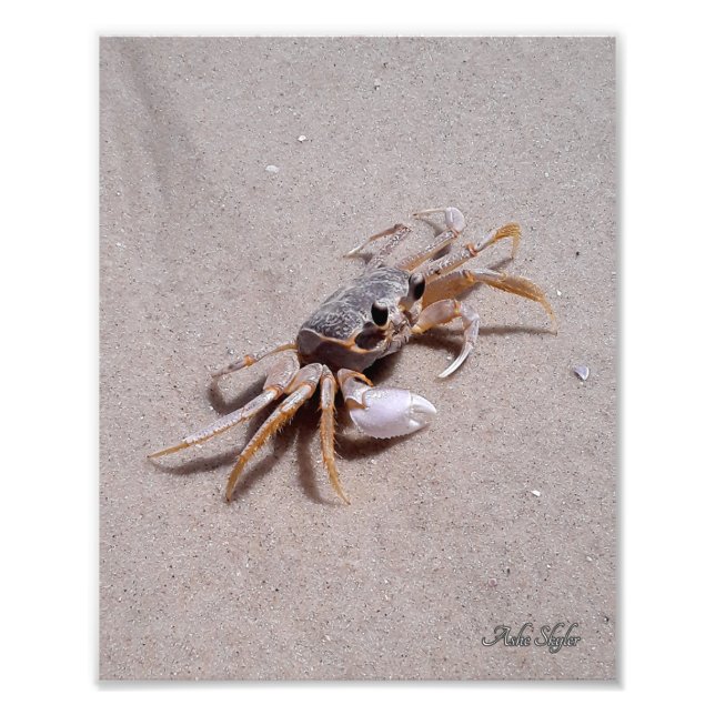 Ghost Crab Fototryck (Framsidan)
