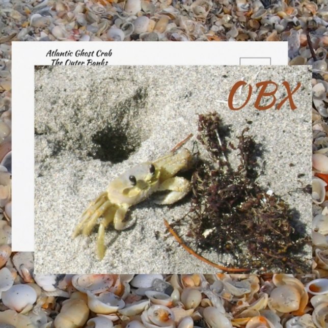 Ghost Crab OBX NC Fotographic Vykort (Skapare uppladdad)