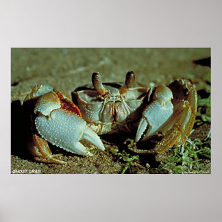 Ghost Crab Poster