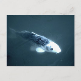 ’Ghost’ Fish Vykort