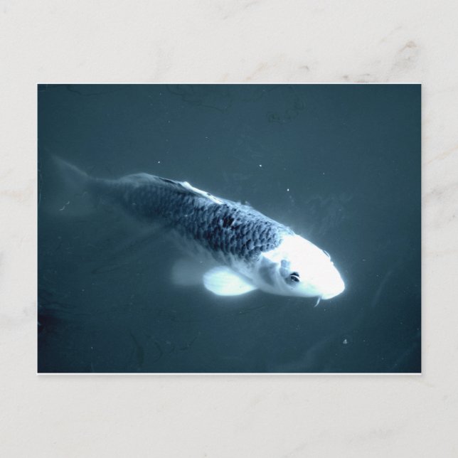 ’Ghost’ Fish Vykort (Framsida)