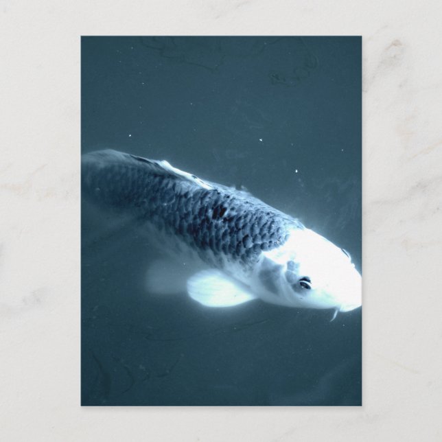 ’Ghost’ Fish Vykort (Framsida)