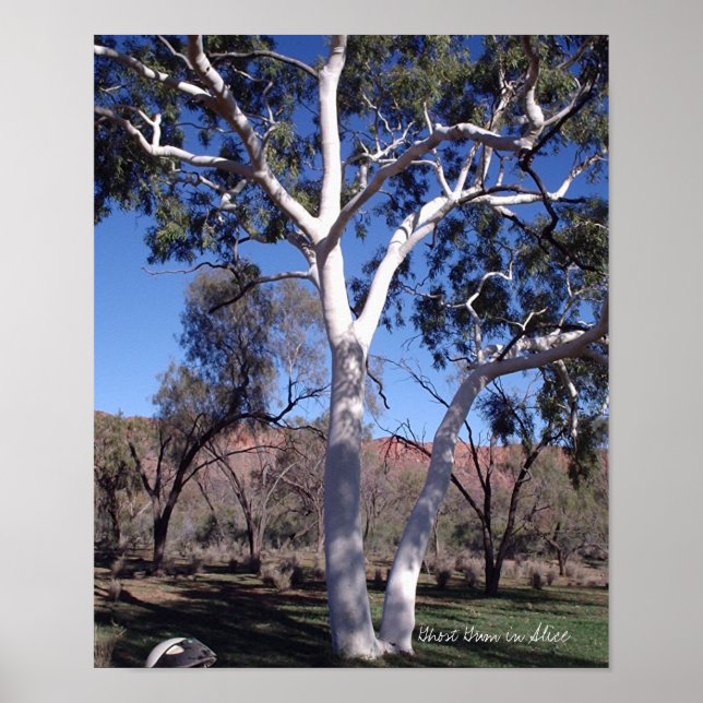 Ghost Gum in Alice Poster (Framsidan)