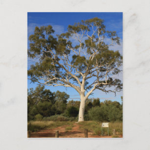 Ghost gum träd, Outback Australia Vykort