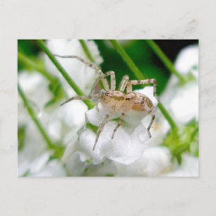 Ghost Spider (Anyphaenid?) vykort