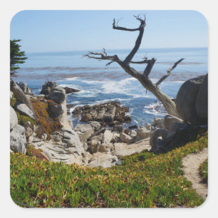 Ghost Träd - Scenia 17 Mile Drive #2 Stickers Fyrkantigt Klistermärke
