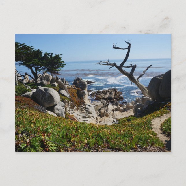 Ghost Träd - Scenia 17 Mile Drive #2-vykort Vykort (Framsida)
