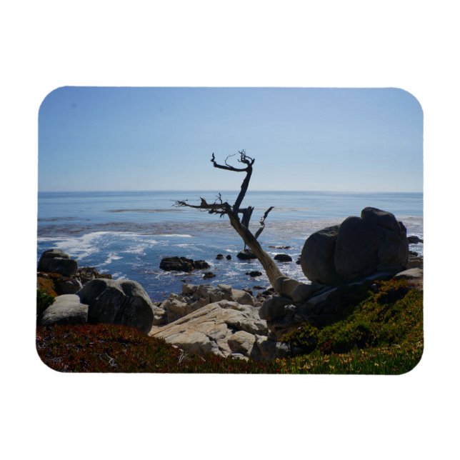 Ghost Träd - Scenia 17 Mile Drive Photo Magnet (Horisontell)