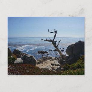 Ghost Träd - Scenia 17 Mile Drive Postcard Vykort