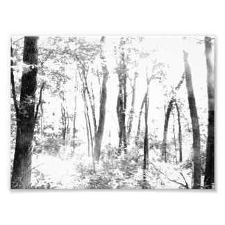 Ghostimskogen Fototryck