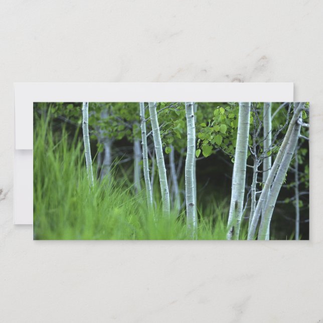 Ghosttree (Framsida)