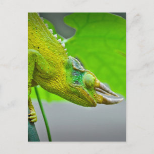 Giant 3 Horned Chameleon Vykort