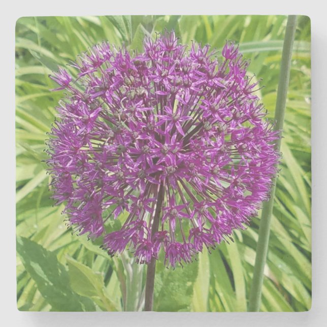 Giant Allium Flower Underlägg Sten (Framsidan)