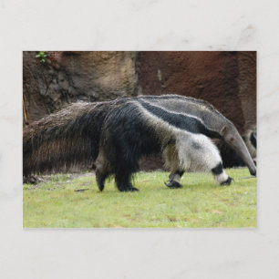Giant Ant Eater4x6 Vykort