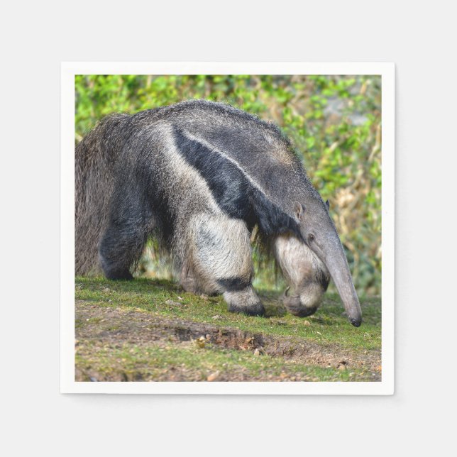 Giant Anteater går på gräs Pappersservett (Framsidan)
