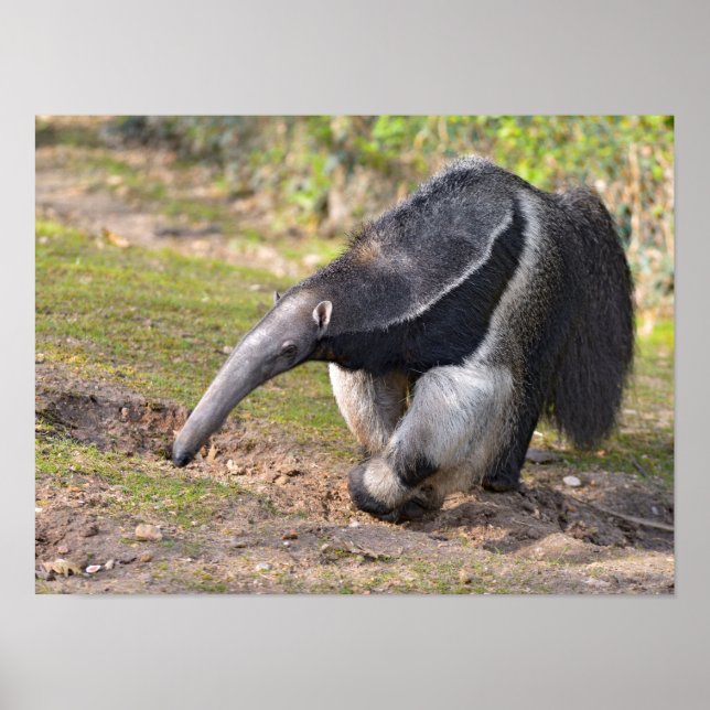 Giant Anteater går på gräs Poster (Framsidan)