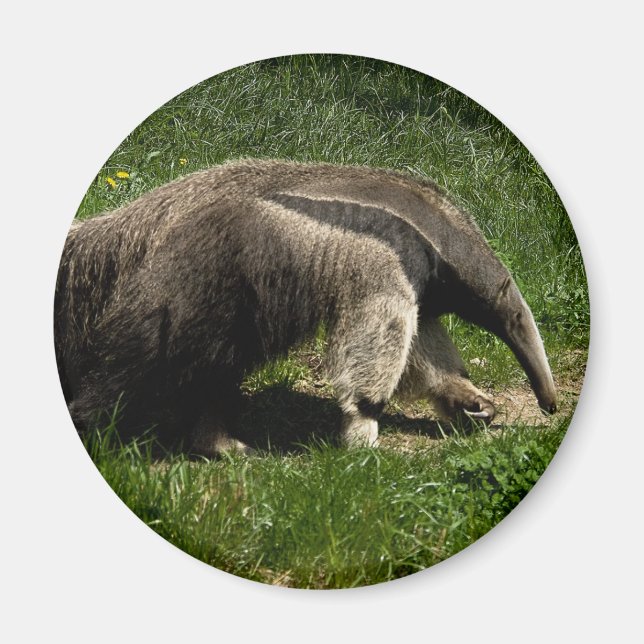 Giant Anteater Magnet (Framsidan)