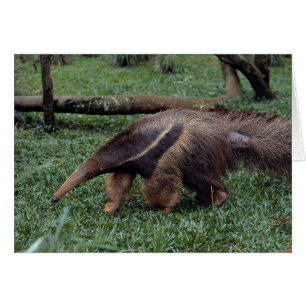 Giant anteater (Myrmecophaga tridactyla) Hälsningskort