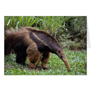 Giant anteater (Myrmecophaga tridactyla) Hälsningskort