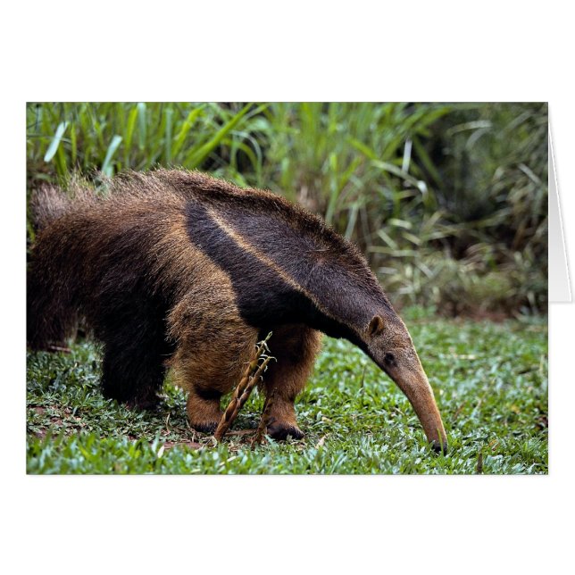 Giant anteater (Myrmecophaga tridactyla) Hälsningskort (Framsidan Horizontal)