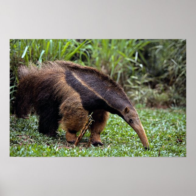 Giant anteater (Myrmecophaga tridactyla) Poster (Framsidan)