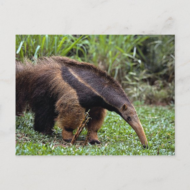 Giant anteater (Myrmecophaga tridactyla) Vykort (Framsida)