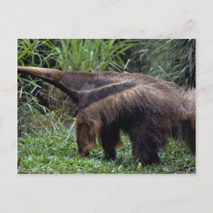 Giant anteater (Myrmecophaga tridactyla) Vykort