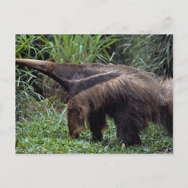 Giant anteater (Myrmecophaga tridactyla) Vykort (Framsida)