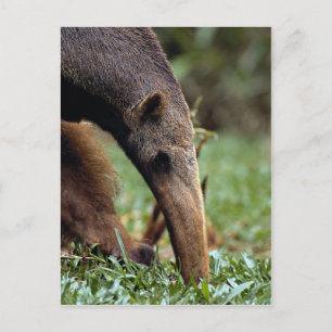 Giant anteater (Myrmecophaga tridactyla) Vykort