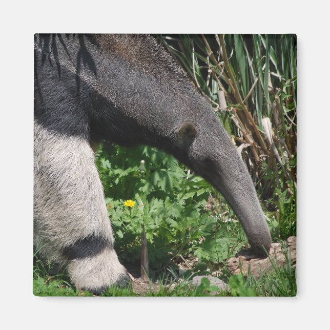 Giant Anteater Photo Magnet (Framsidan)