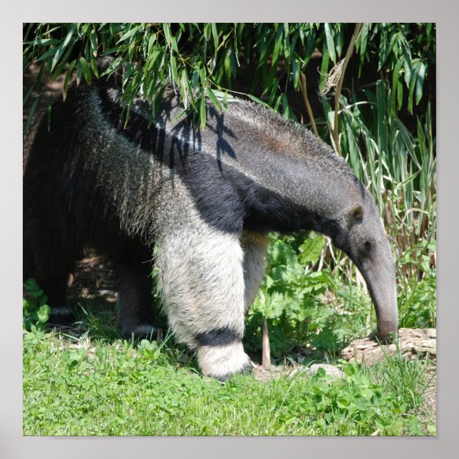 Giant Anteater Poster (Framsidan)