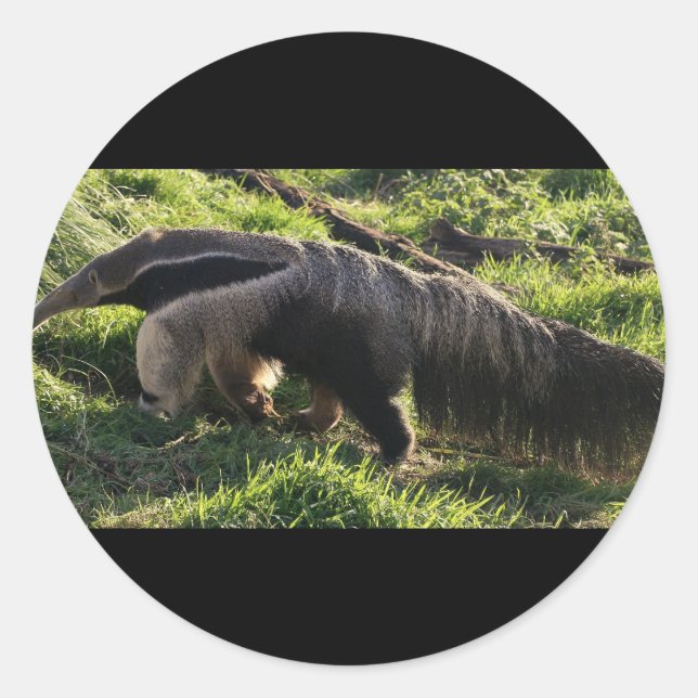 Giant Anteater Stickers Runt Klistermärke (Framsida)