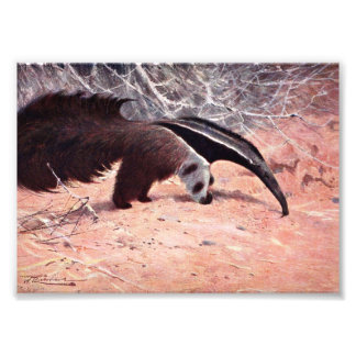 Giant Anteater Vintage Illustration. Fototryck