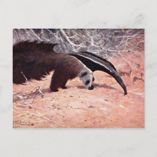 Giant Anteater Vintage Illustration. Vykort